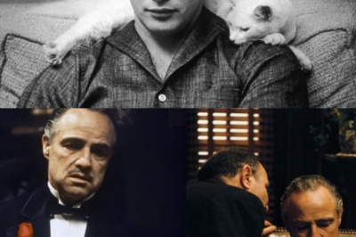 Unbelievable Twist: How a Stray Cat’s Accidental Arrival on The Godfather Set Transformed Marlon Brando’s Don Corleone and Created Cinema’s Most Iconic, Unexpected Moment